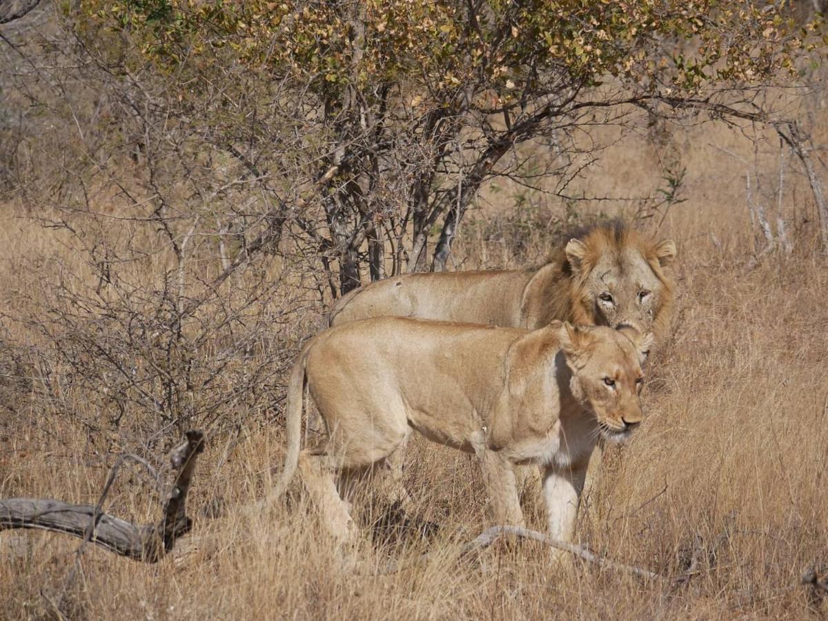 Mbizi Bush Lodge Grietjie Game Reserve Luaran gambar