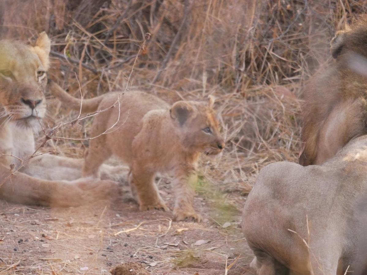 Mbizi Bush Lodge Grietjie Game Reserve Luaran gambar