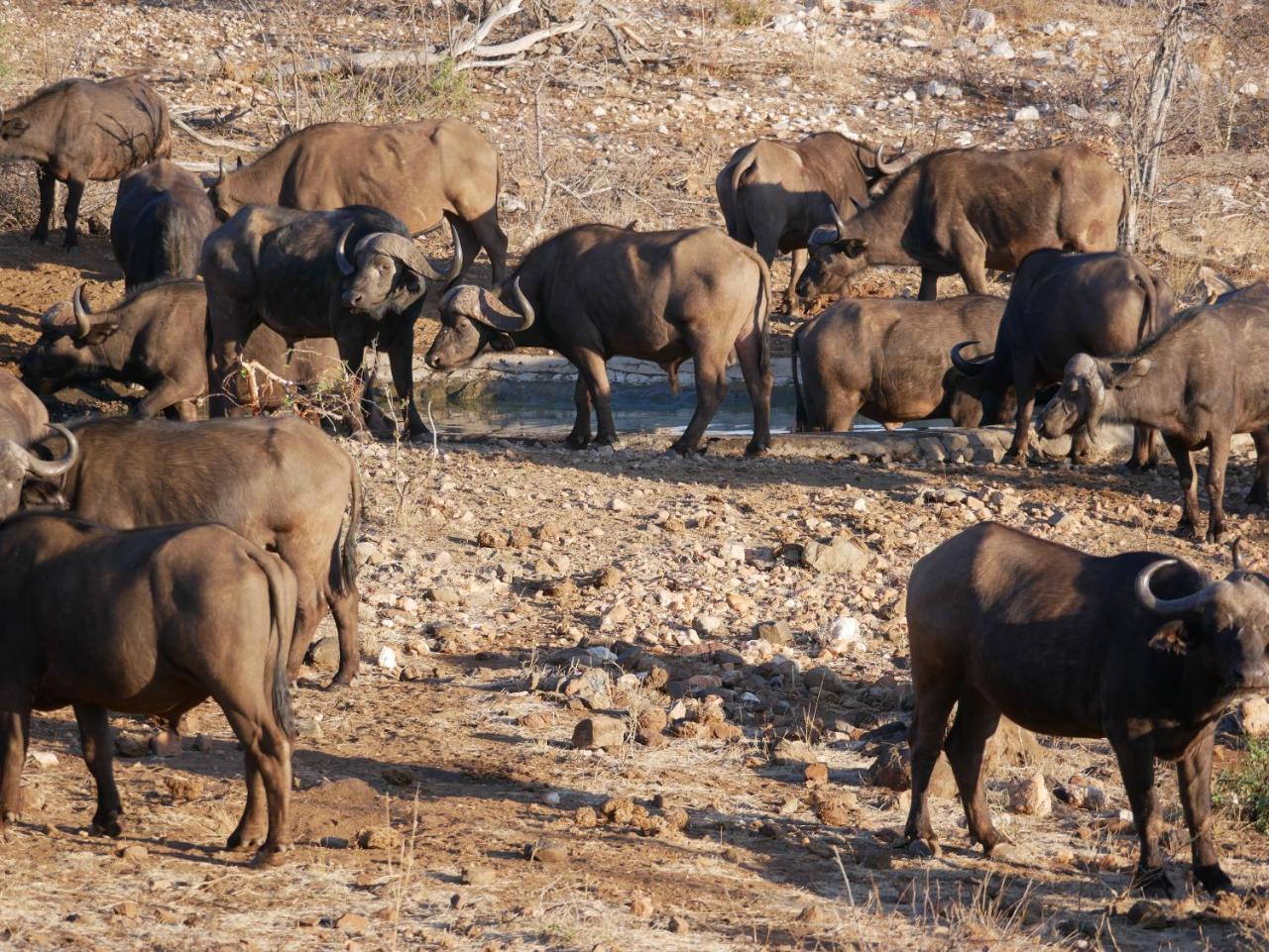 Mbizi Bush Lodge Grietjie Game Reserve Luaran gambar