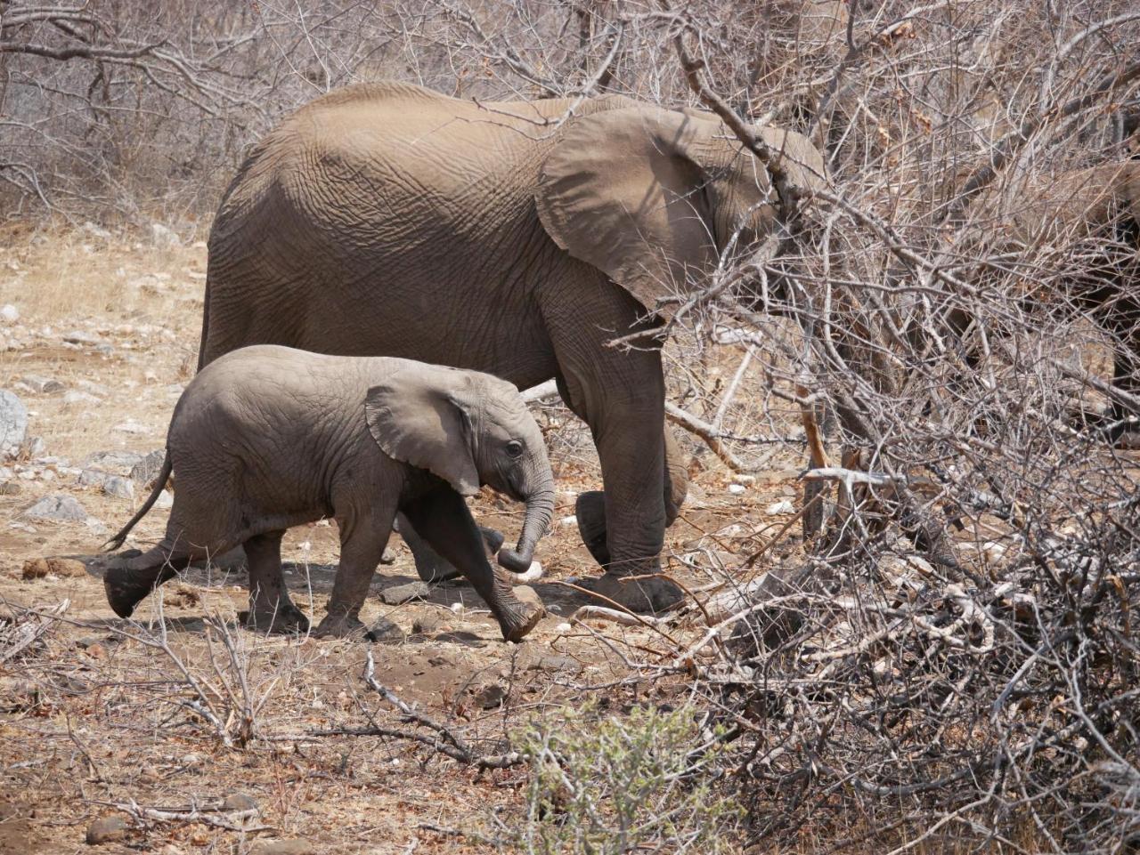Mbizi Bush Lodge Grietjie Game Reserve Luaran gambar