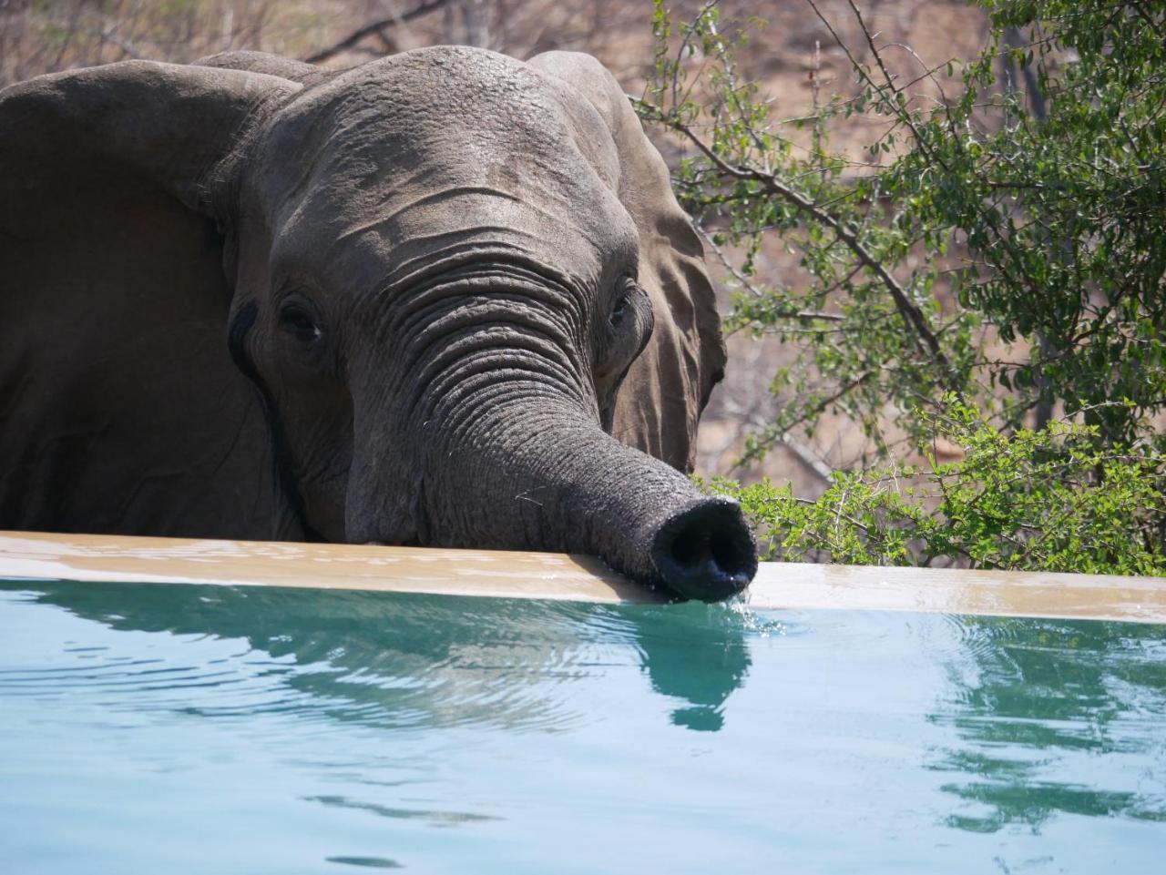 Mbizi Bush Lodge Grietjie Game Reserve Luaran gambar