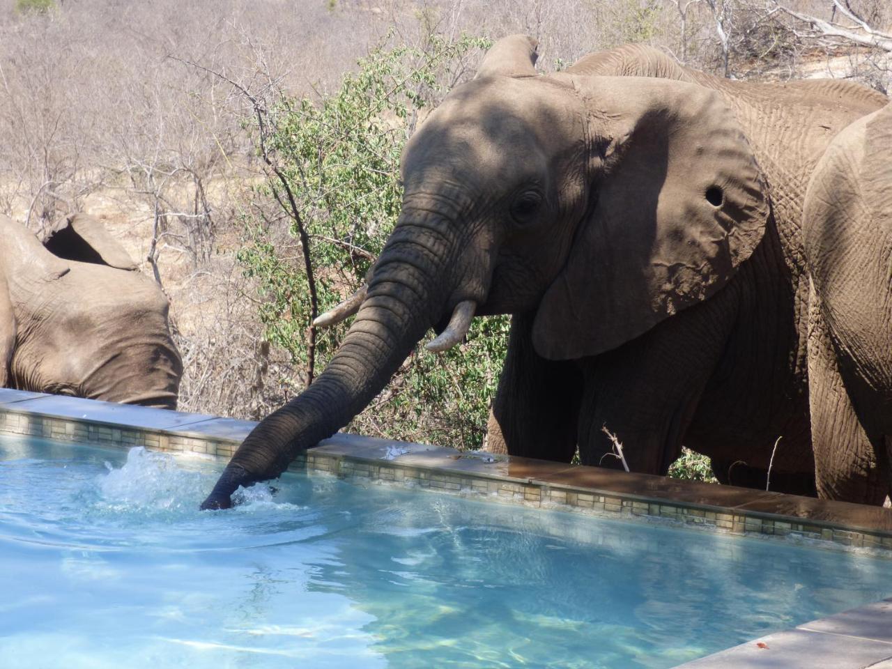 Mbizi Bush Lodge Grietjie Game Reserve Luaran gambar