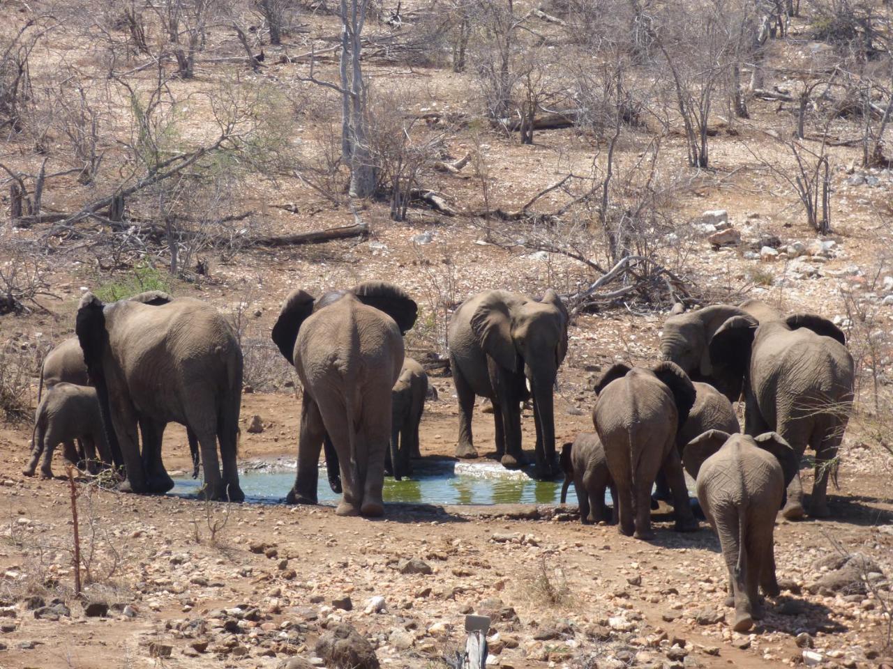 Mbizi Bush Lodge Grietjie Game Reserve Luaran gambar