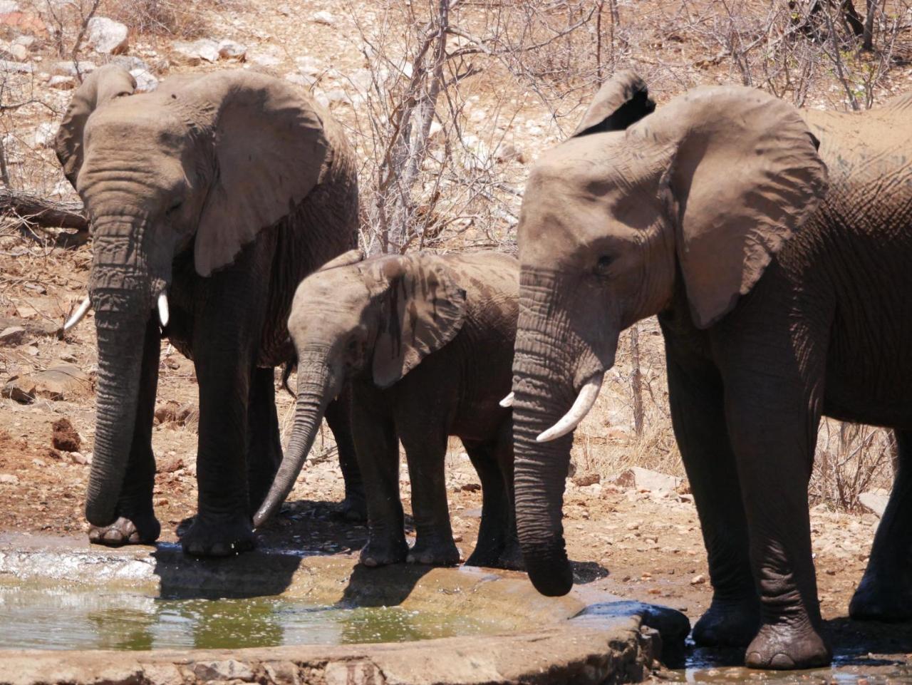 Mbizi Bush Lodge Grietjie Game Reserve Luaran gambar
