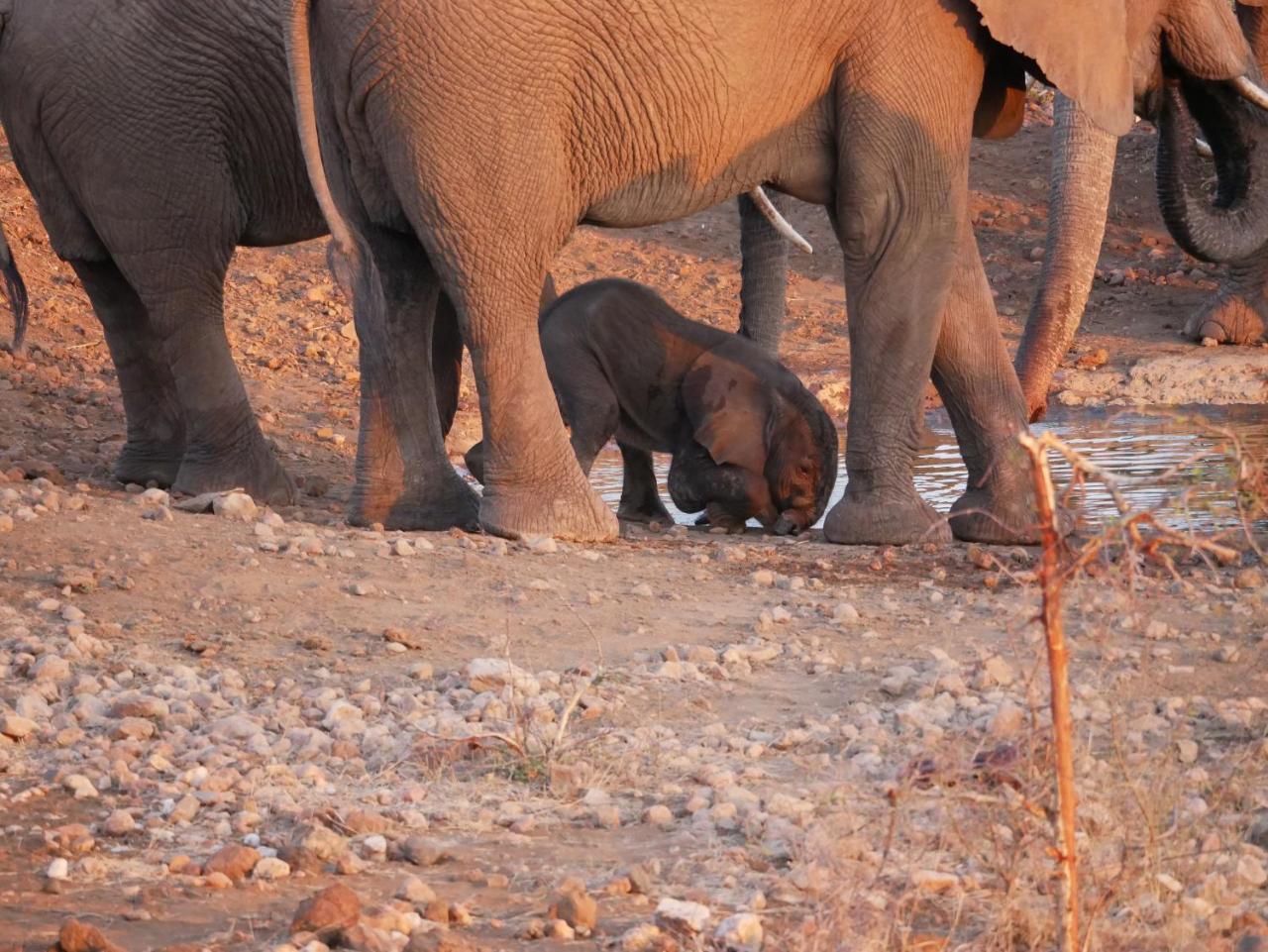 Mbizi Bush Lodge Grietjie Game Reserve Luaran gambar