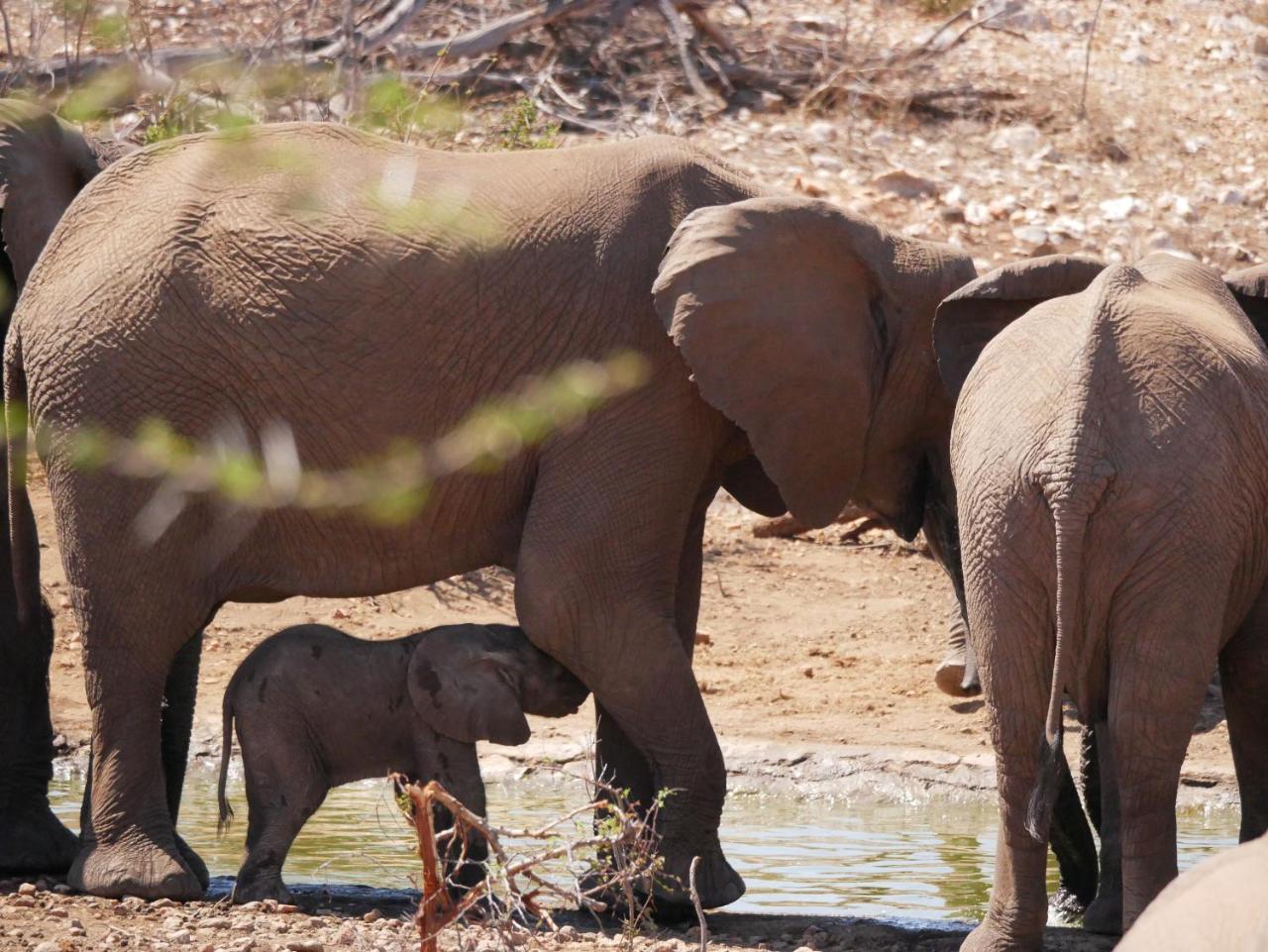 Mbizi Bush Lodge Grietjie Game Reserve Luaran gambar