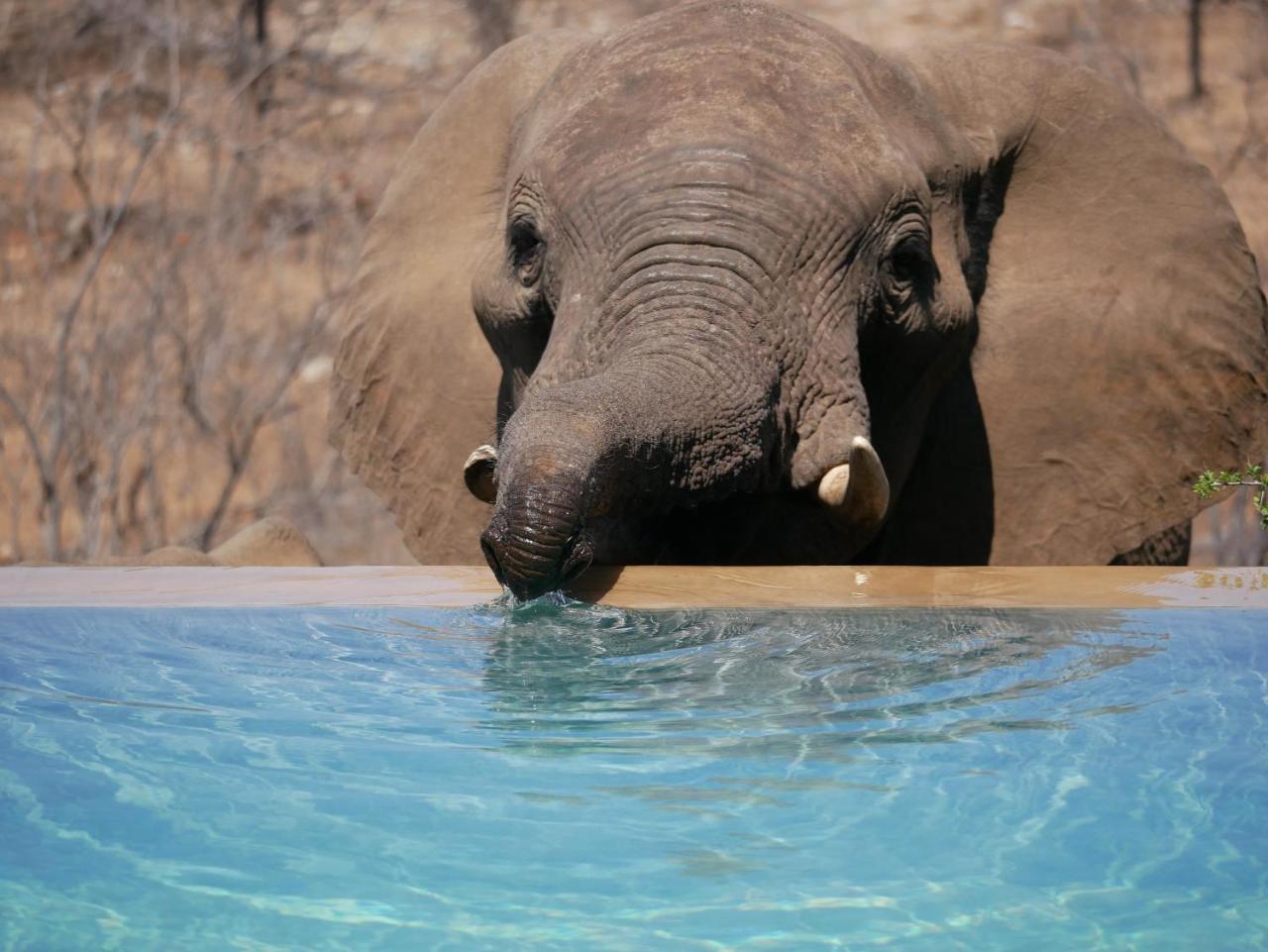 Mbizi Bush Lodge Grietjie Game Reserve Luaran gambar