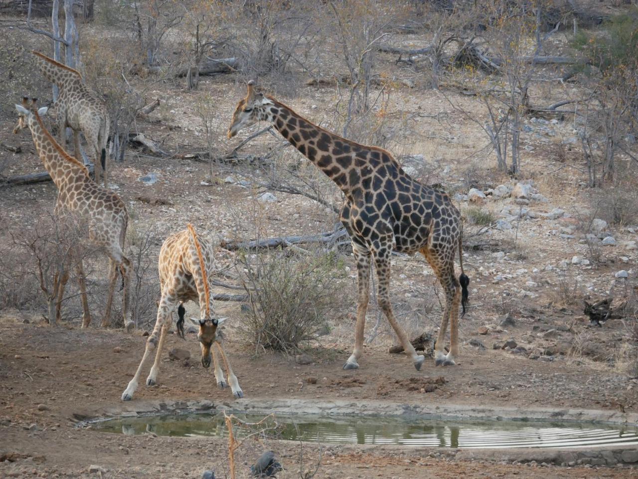 Mbizi Bush Lodge Grietjie Game Reserve Luaran gambar