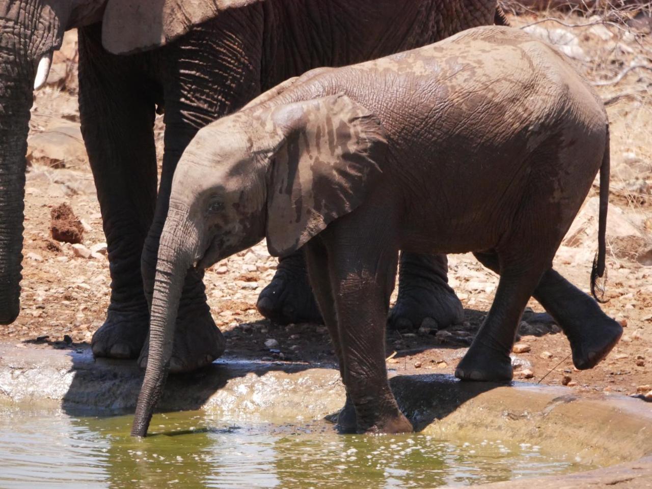 Mbizi Bush Lodge Grietjie Game Reserve Luaran gambar