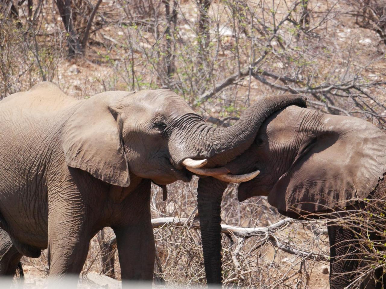 Mbizi Bush Lodge Grietjie Game Reserve Luaran gambar
