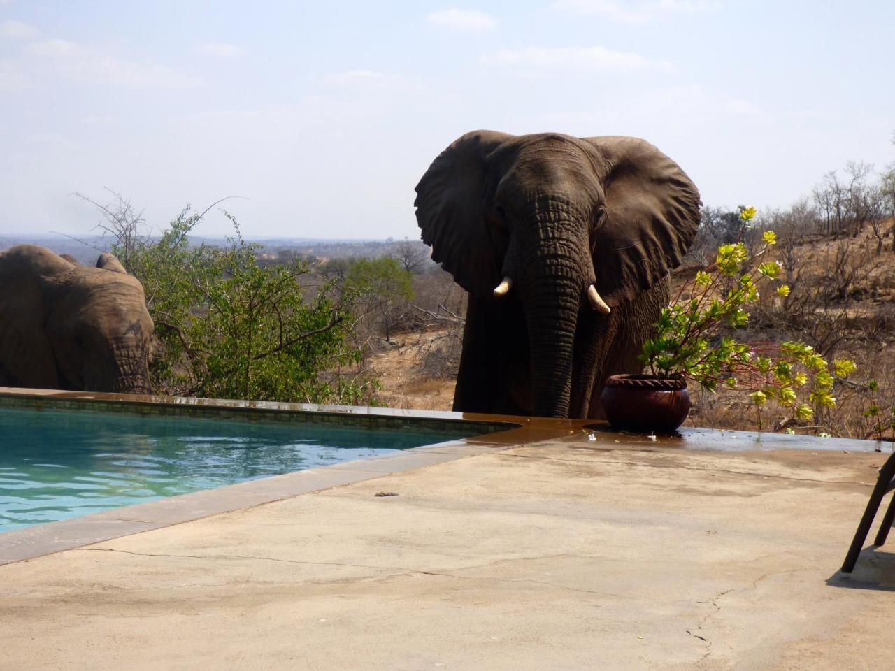 Mbizi Bush Lodge Grietjie Game Reserve Luaran gambar