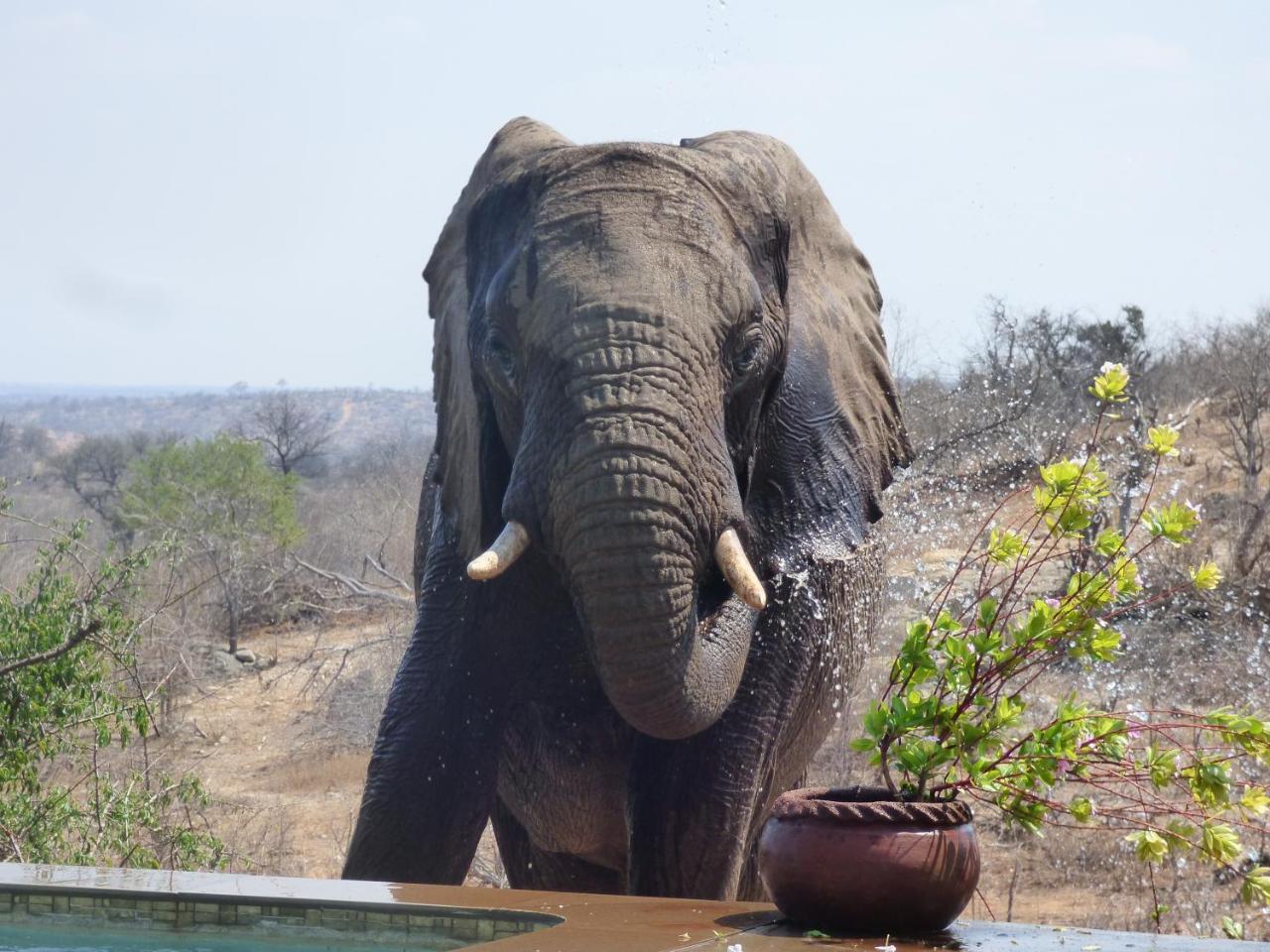 Mbizi Bush Lodge Grietjie Game Reserve Luaran gambar