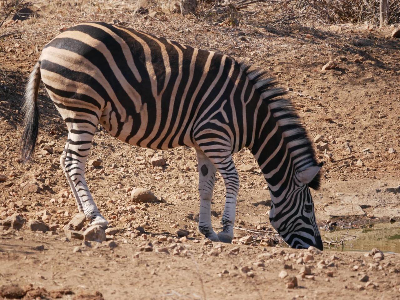 Mbizi Bush Lodge Grietjie Game Reserve Luaran gambar
