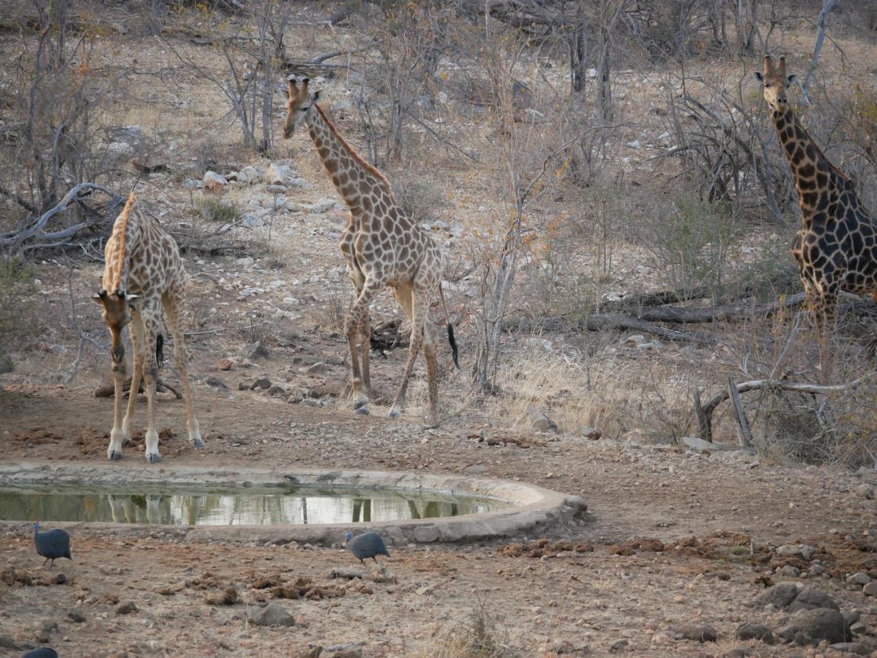 Mbizi Bush Lodge Grietjie Game Reserve Luaran gambar