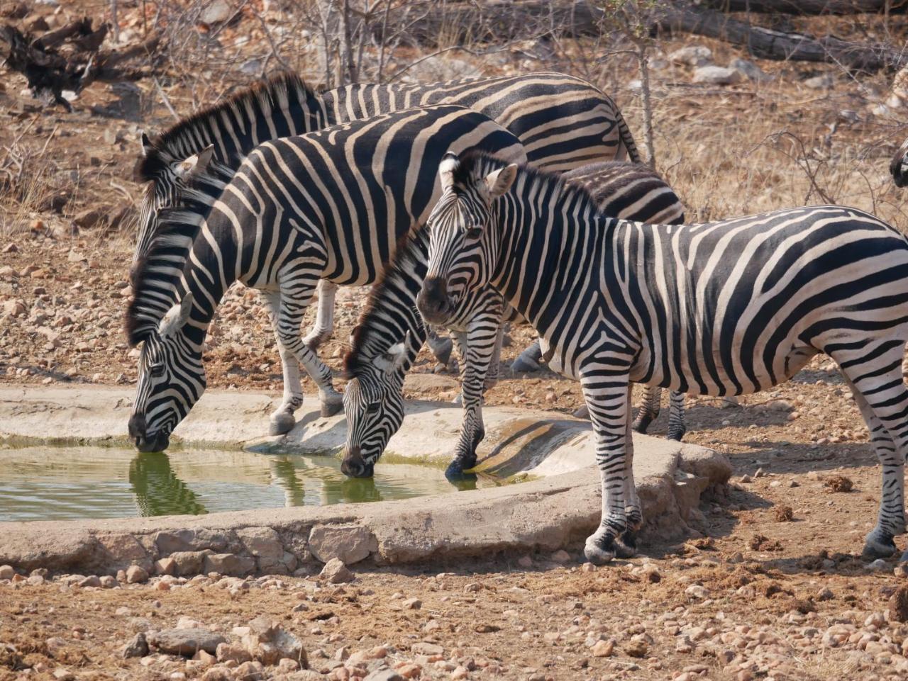 Mbizi Bush Lodge Grietjie Game Reserve Luaran gambar