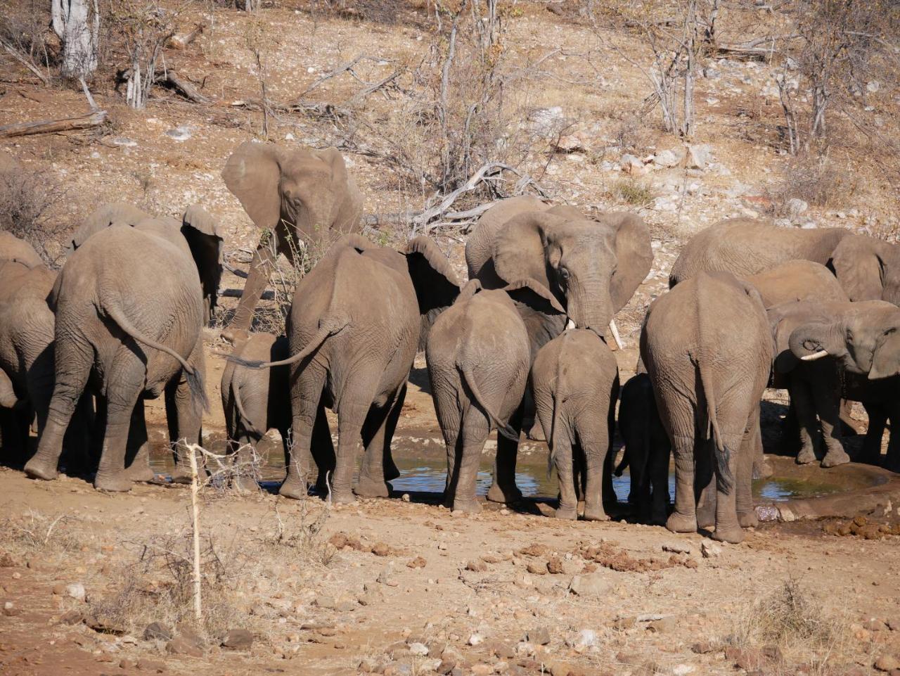 Mbizi Bush Lodge Grietjie Game Reserve Luaran gambar
