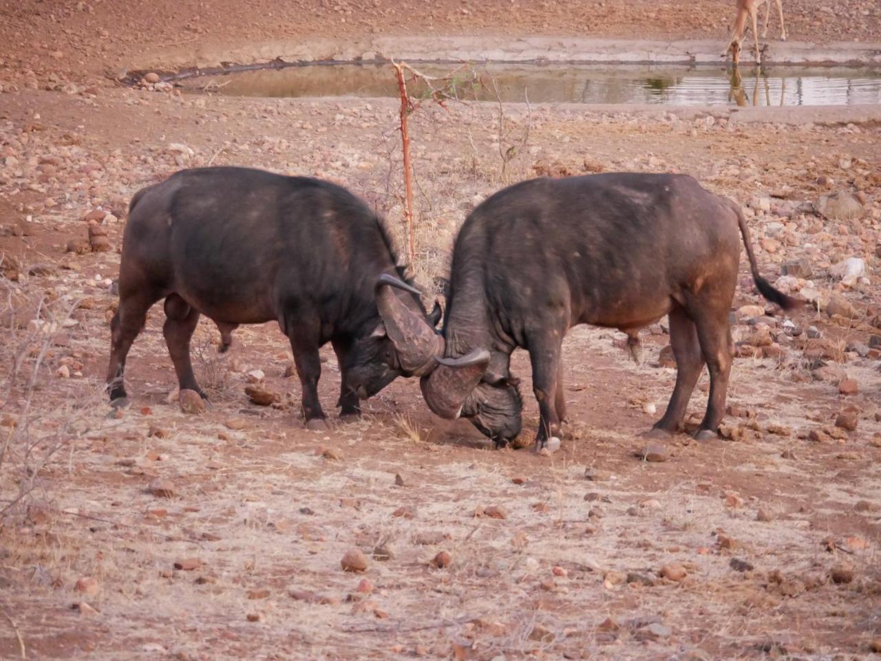 Mbizi Bush Lodge Grietjie Game Reserve Luaran gambar
