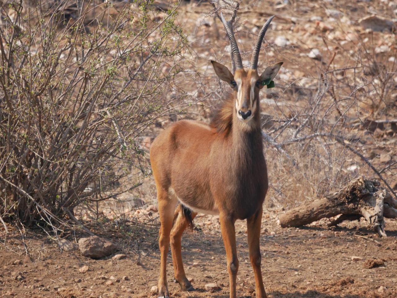 Mbizi Bush Lodge Grietjie Game Reserve Luaran gambar