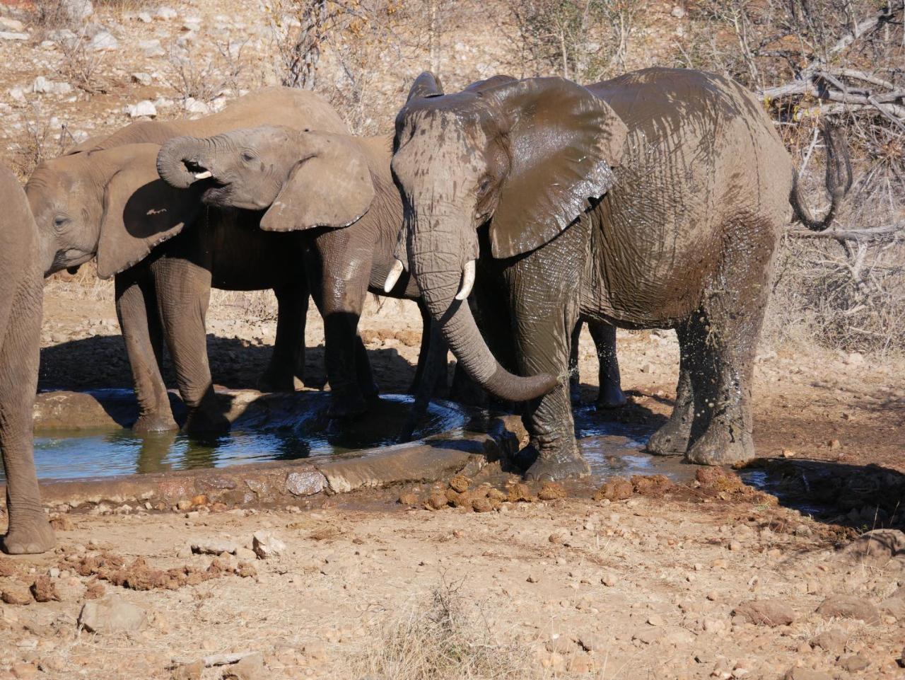 Mbizi Bush Lodge Grietjie Game Reserve Luaran gambar